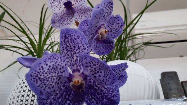 РОСТОК .ОБЗОР ОРХИДЕЙ//14.03.24// смотреть онлайн