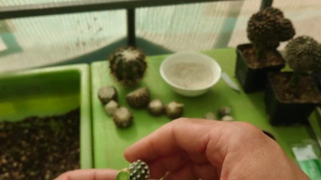 How to de-graft Cacti - Pereskiopsis Edition - Practical Demonstrations смотреть онлайн