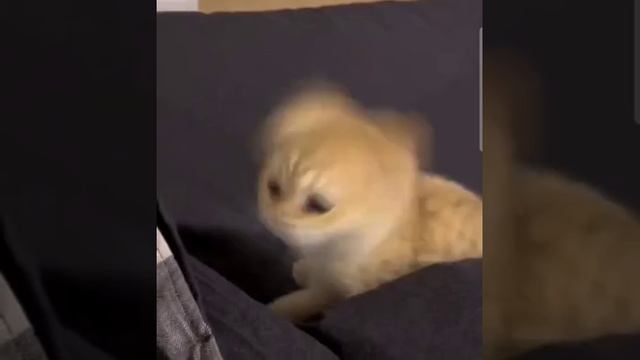 Вертокотик смотреть онлайн