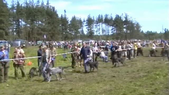 234. Дратхаары Тверь 2007 г смотреть онлайн