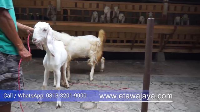 Kambing Etawa Kawin Pejantan Dengan Betina Super