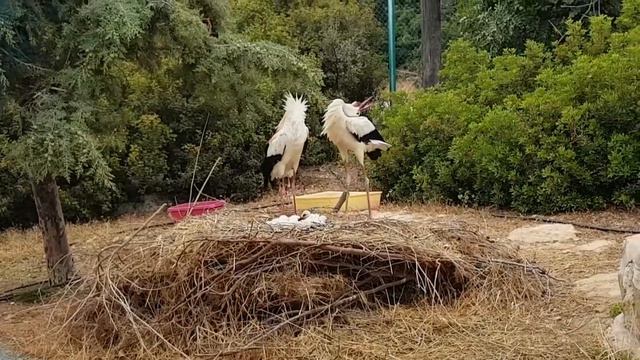 Семья аистов в Кипрском зоопарке смотреть онлайн