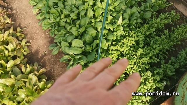 Что выгоднее посеять в теплице до высадки в неё рассады. И ещё несколько коротеньких дельных совето смотреть онлайн