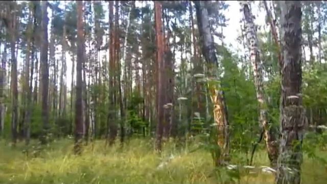 Самое хитрое животное*Байки грибника смотреть онлайн