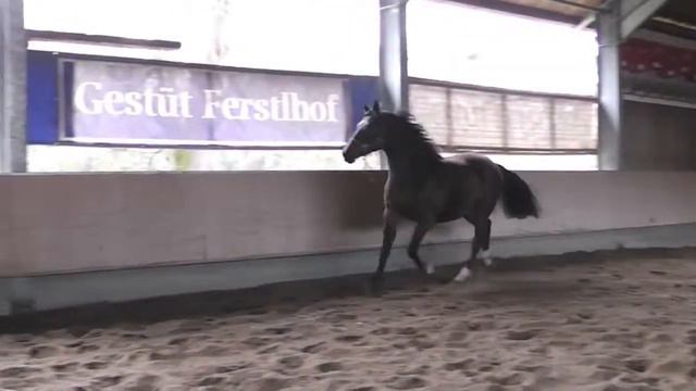 Fleur du Matin • Westfalenstute • Florenciano x Rausing x Briar • 14. 03.2018 смотреть онлайн