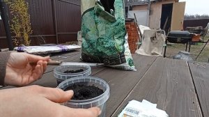 Пион из семян. Садовые эксперименты