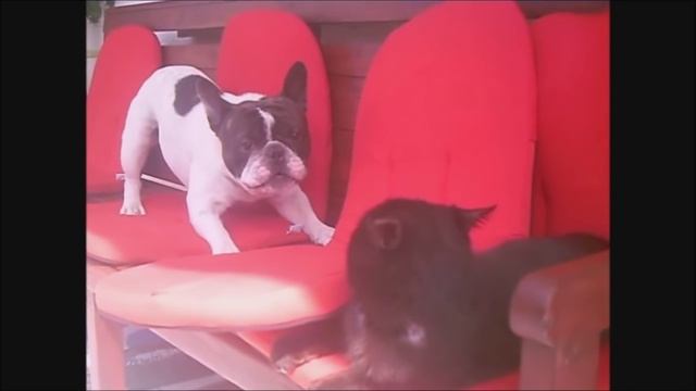 French Bulldog Barking Tutorial :)