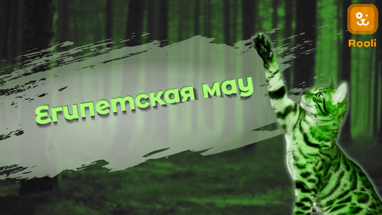 Египетская мау смотреть онлайн