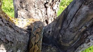 Сетчатый питон на даче