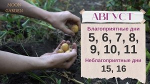 КАРТОФЕЛЬ: Лунный Календарь АВГУСТ СЕНТЯБРЬ 2023 года! Когда собирать для сохранения урожая зимой!
