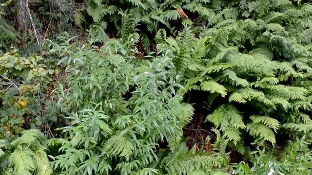 Gathering Woodwardia смотреть онлайн