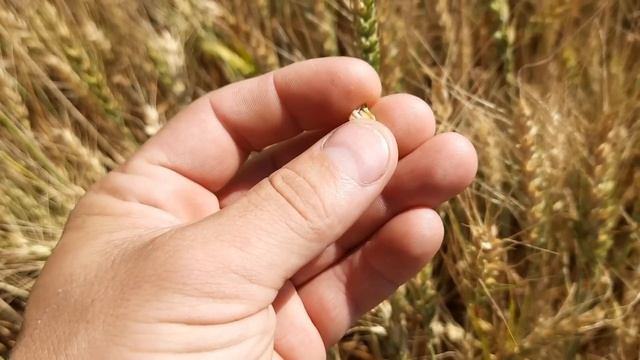 ЦЕНА НА ПШЕНИЦУ РУХНУЛА ДО 10 РУБ,СРОЧНО ГОТОВИМ СКЛАД .. смотреть онлайн