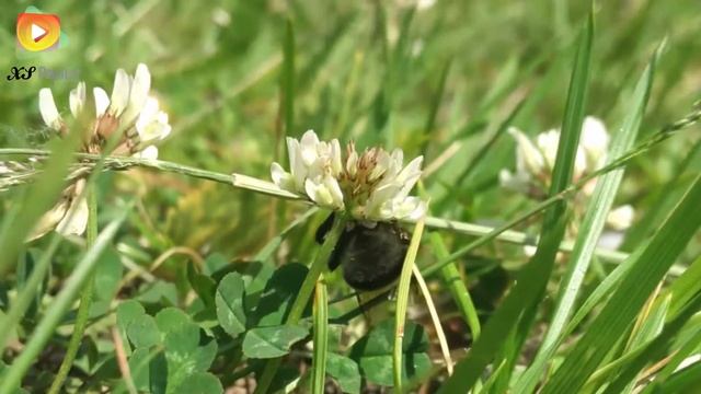 Мурманск. Семеновское озеро. Шмель-трудяга. 3 июля 2016. Лето в коем то веке. Видео 2016.