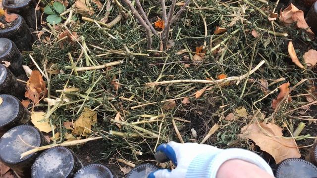 Много новых растений на участке Уберём бархатцы и покормим белок смотреть онлайн