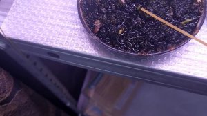 Реально ли вырастить декабристы из своих семян? Часть 7. Увидел свои первые ошибки.