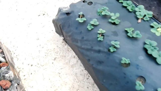 Зацвела ранняя клубника в начяле январе 2 чясть смотреть онлайн