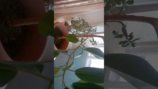Цветы домашние смотреть онлайн