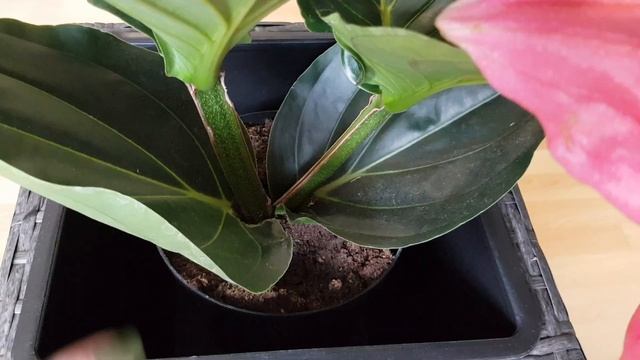 How To Grow MEDINILLA MAGNIFICA | Rose Grape Plant смотреть онлайн