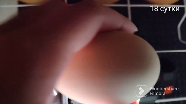 Инкубация куриного яйца. С 1 по 21день. смотреть онлайн