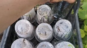 Размножение малины, методом стакан на стакан.