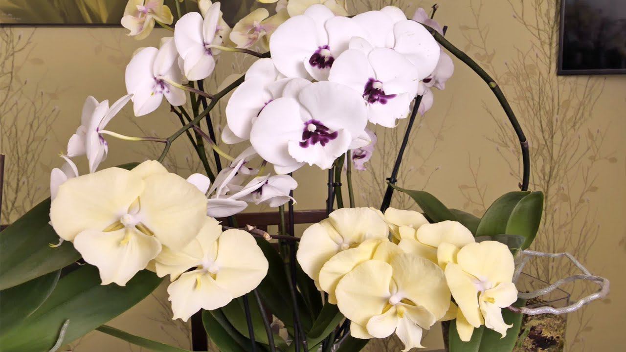 Орхидеи Биг Липы ОНИ РАЗНЫЕ, ПОВТОРОВ НЕТ. смотреть онлайн