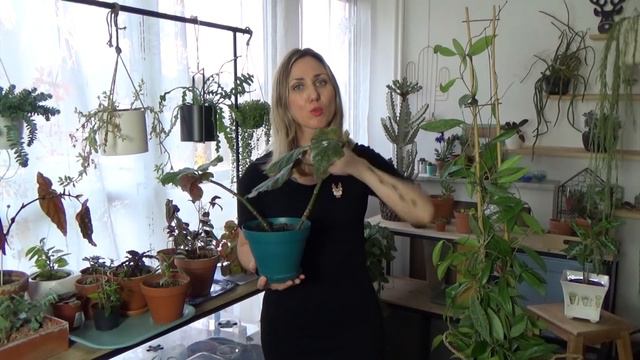 🌿☕️ CAFÉ PLANTES : TUTEURER UNE HOYA, REMPOTER UN PHILO, NOUVELLE PLANTE | VLOG PLANT ADDICT смотреть онлайн