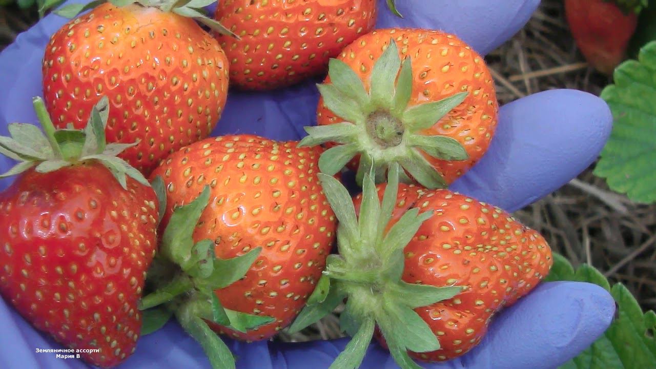 ЗЕМЛЯНИКА КРАСНЕЕТ , НО ЕЙ ОСТРО НЕ ХВАТАЕТ ТЕПЛА И СОЛНЦА . смотреть онлайн
