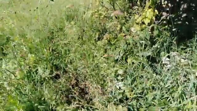 рой на Ивана Купала