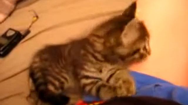 Котенок кайфует смотреть онлайн