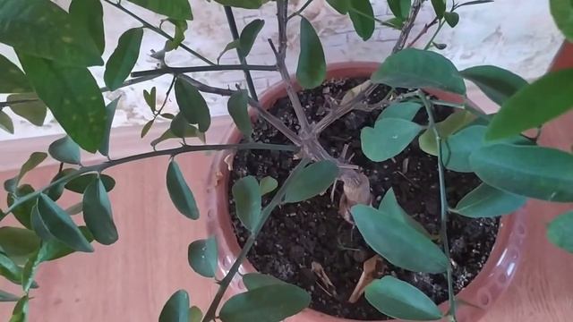 ?Черенкование лимона кумквата. Все получилось. Поставила новые черенки. смотреть онлайн