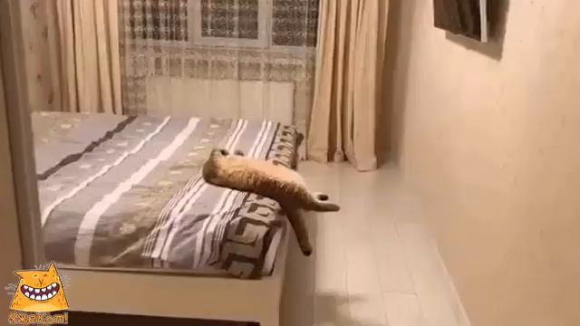 Когда сильно хочется спать. ЯжеКОТ! смотреть онлайн