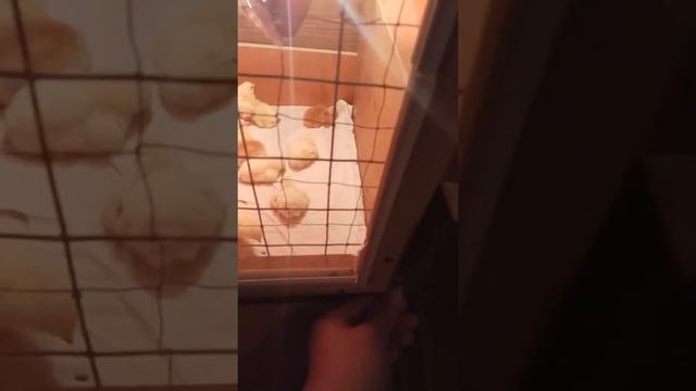 Бройлер Кобб 500 против голошейки, эксперимент. смотреть онлайн