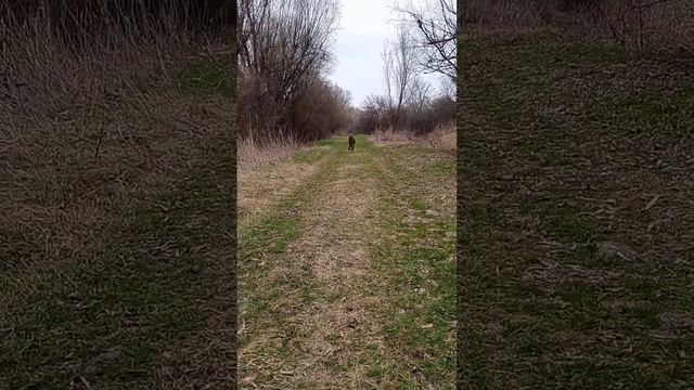щенок немецкой овчарки дюк смотреть онлайн
