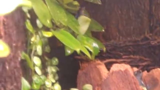 Pumilio Darkland/Cauchero