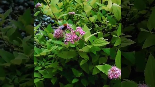 ...Жужжать РАЗРЕШАЕТСЯ!... "Времена Года"/ Спирея японская Голдмаунд /Spirea japonica Coldmound смотреть онлайн