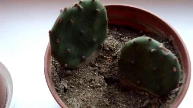 Опунция морозостойкая - кактус для открытого грунта, зимует при -40 без укрытия! смотреть онлайн