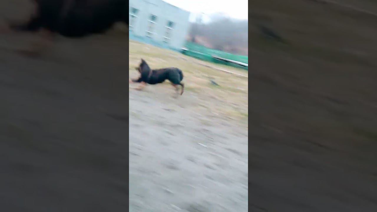 ▷Собачки резвятся◁ смотреть онлайн