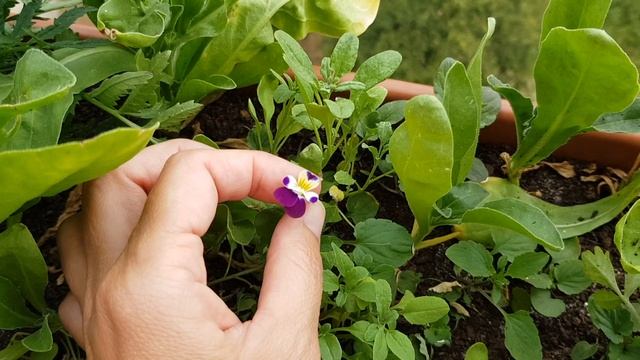 ?? Португалия | Приготовление МИДИЙ!!! Очень простой и быстрый рецепт! смотреть онлайн