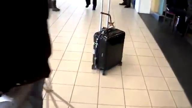 Эта маленькая собачка помогает тащить чемодан смотреть онлайн