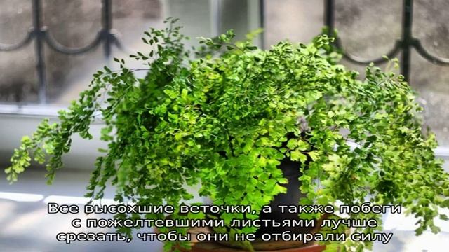 Особенности ухода за адиантумом смотреть онлайн