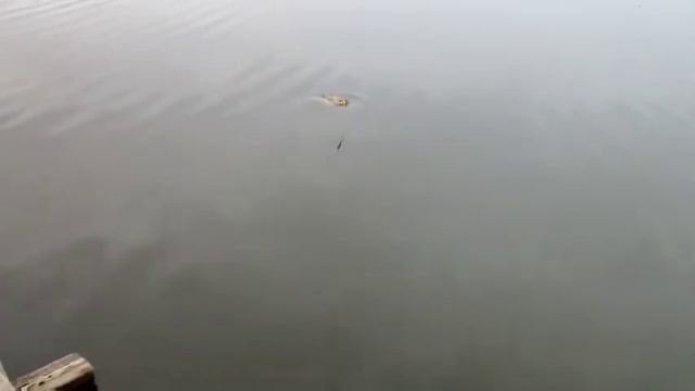 Споймал Зеркального карпа на Горох! смотреть онлайн