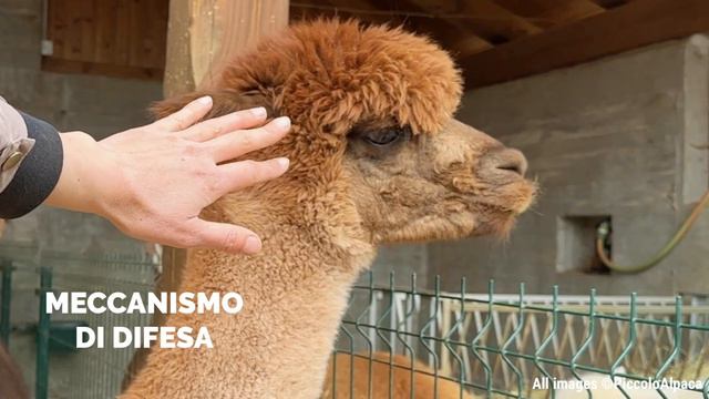 ISTRUZIONI per essere UN VERO ALPACA смотреть онлайн