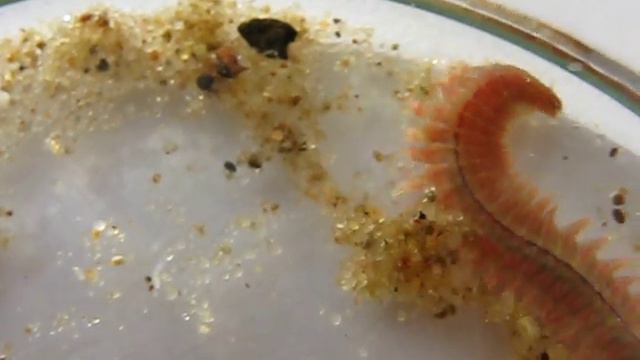 Nereida różnokolorowa (Hediste diversicolor) смотреть онлайн