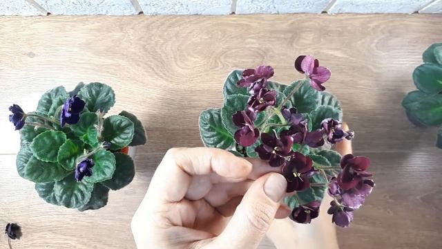 Кристатность Фиалки Наращивание Голов смотреть онлайн