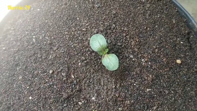 Adenium Golden Master Usia 24 Hari