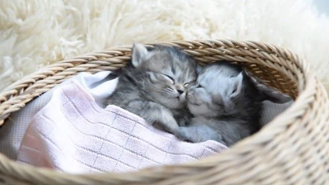 Милые котята Маленькие котята КОШКА и КОТЕНОК Милота... Умилительное видео Трогательное видео. смотреть онлайн