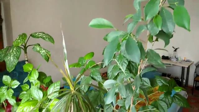 ФИАЛКА....(зарисовка). смотреть онлайн