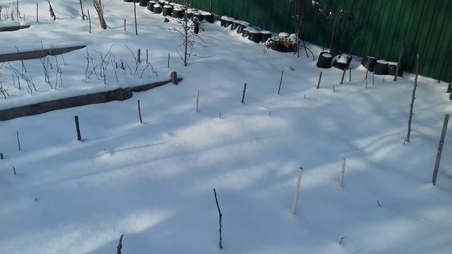 Фундук Трапезунд.Планы на 2019 год.