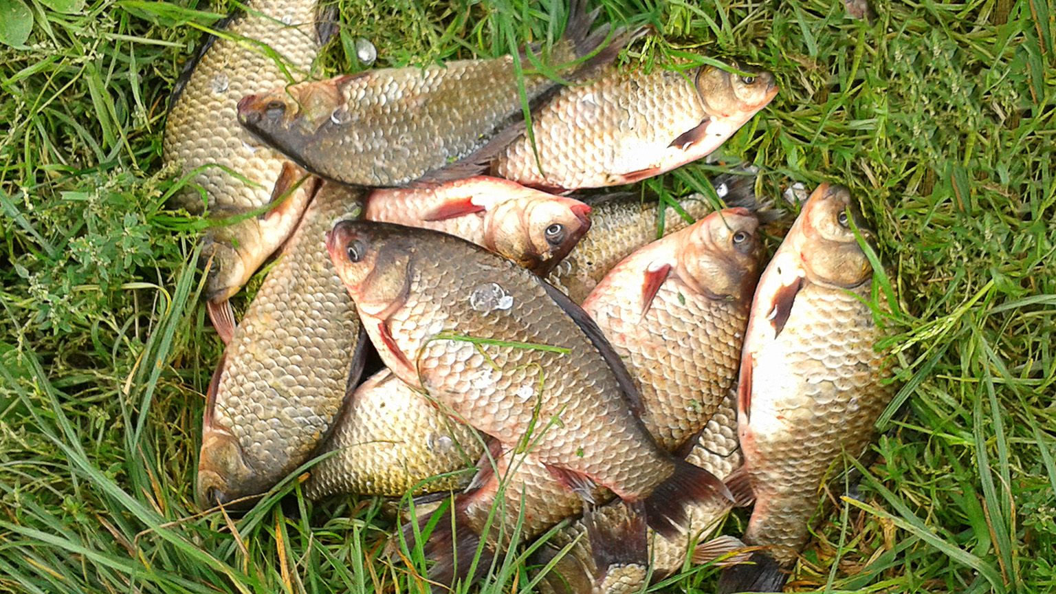 Ловля карася на фидер. смотреть онлайн