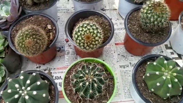 Last Sunday Galiff Street Plant Market Price Update A to Z смотреть онлайн